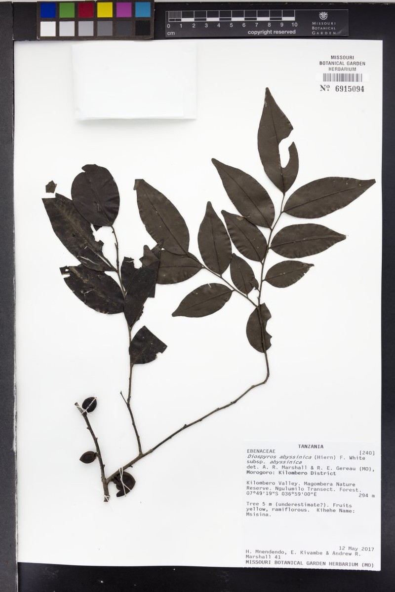 Diospyros abyssinica subsp. abyssinica photo 2