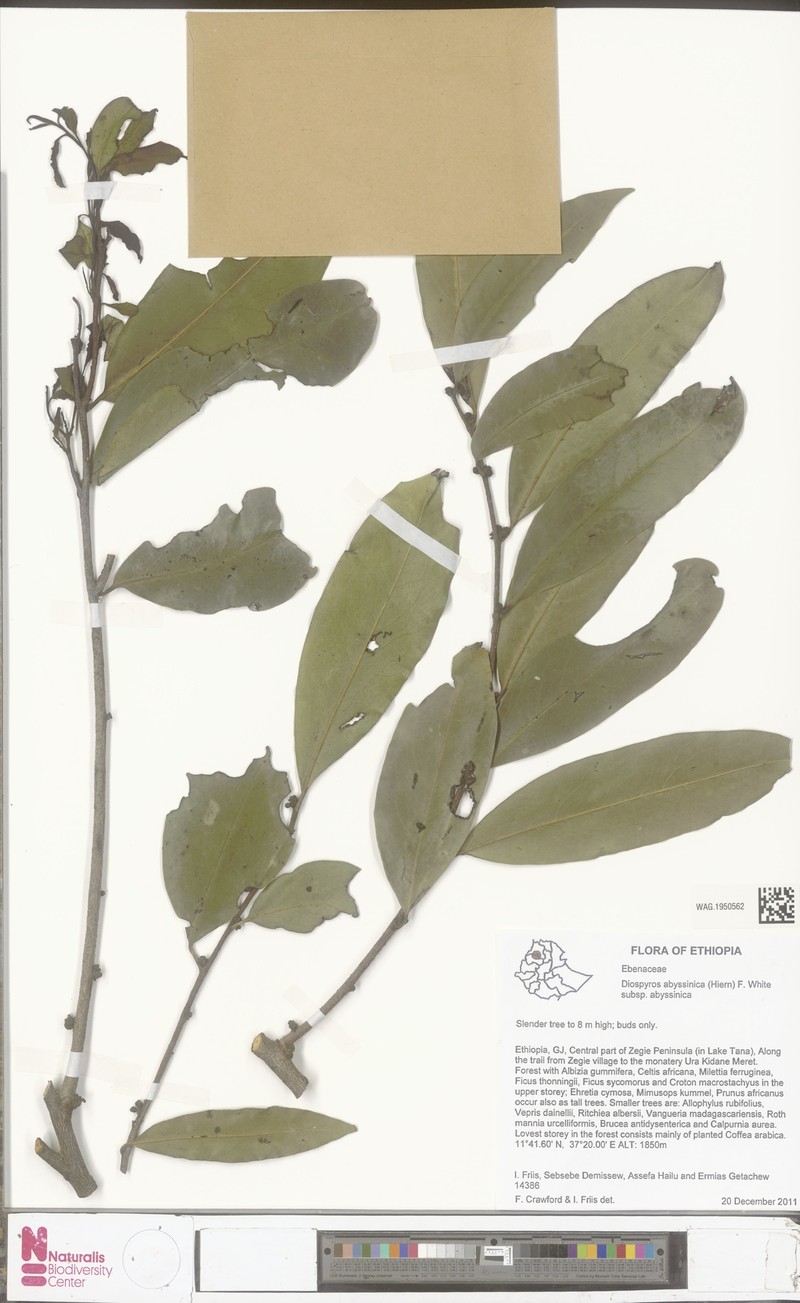 Diospyros abyssinica subsp. abyssinica photo 3