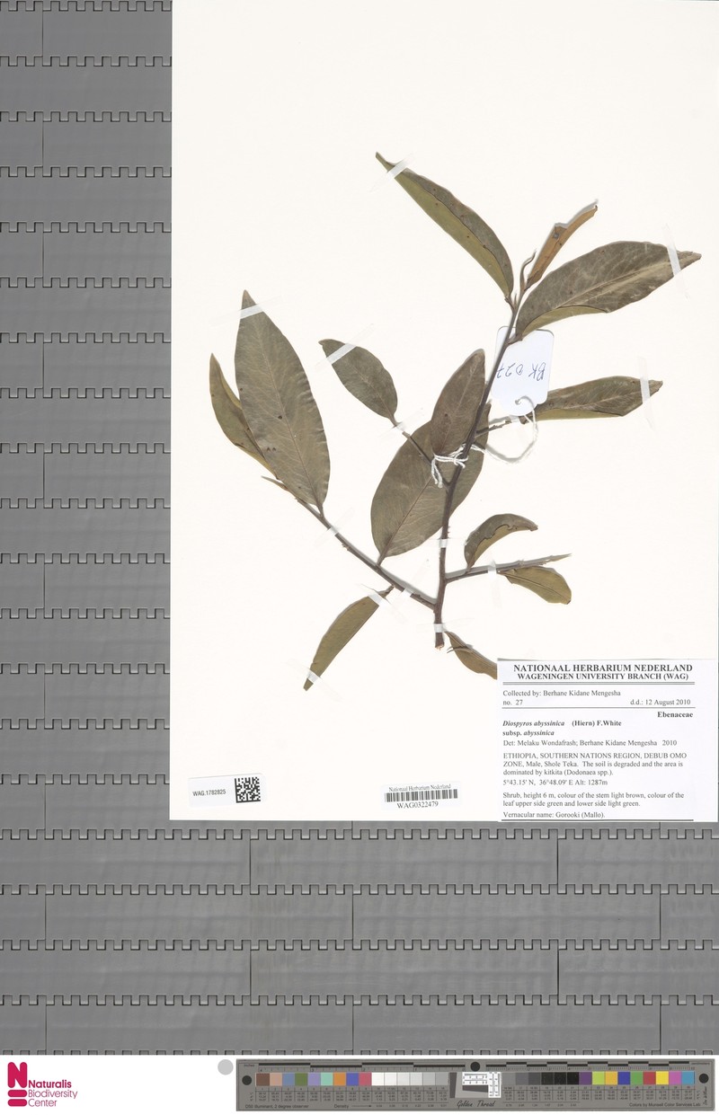 Diospyros abyssinica subsp. abyssinica photo 4