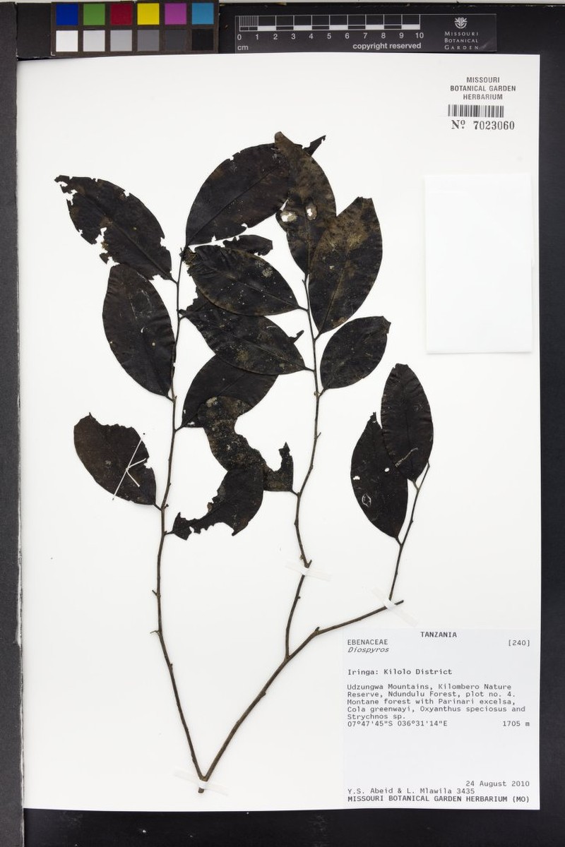 Diospyros abyssinica subsp. abyssinica photo 5