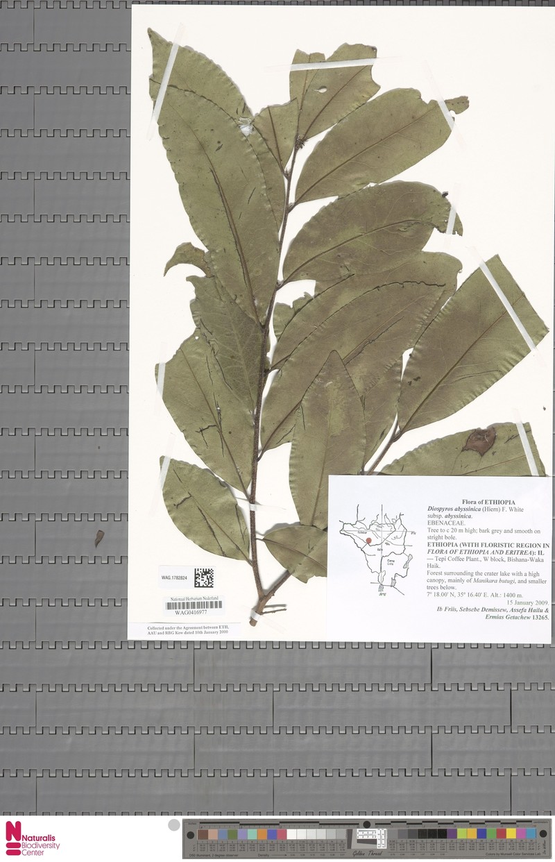 Diospyros abyssinica subsp. abyssinica photo 6