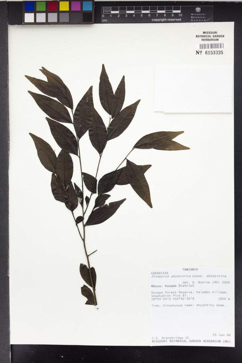 Diospyros abyssinica subsp. abyssinica photo 7