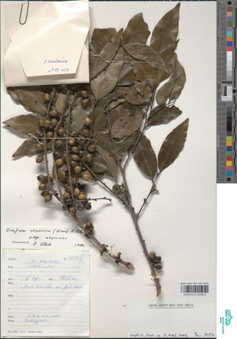 Diospyros abyssinica subsp. attenuata