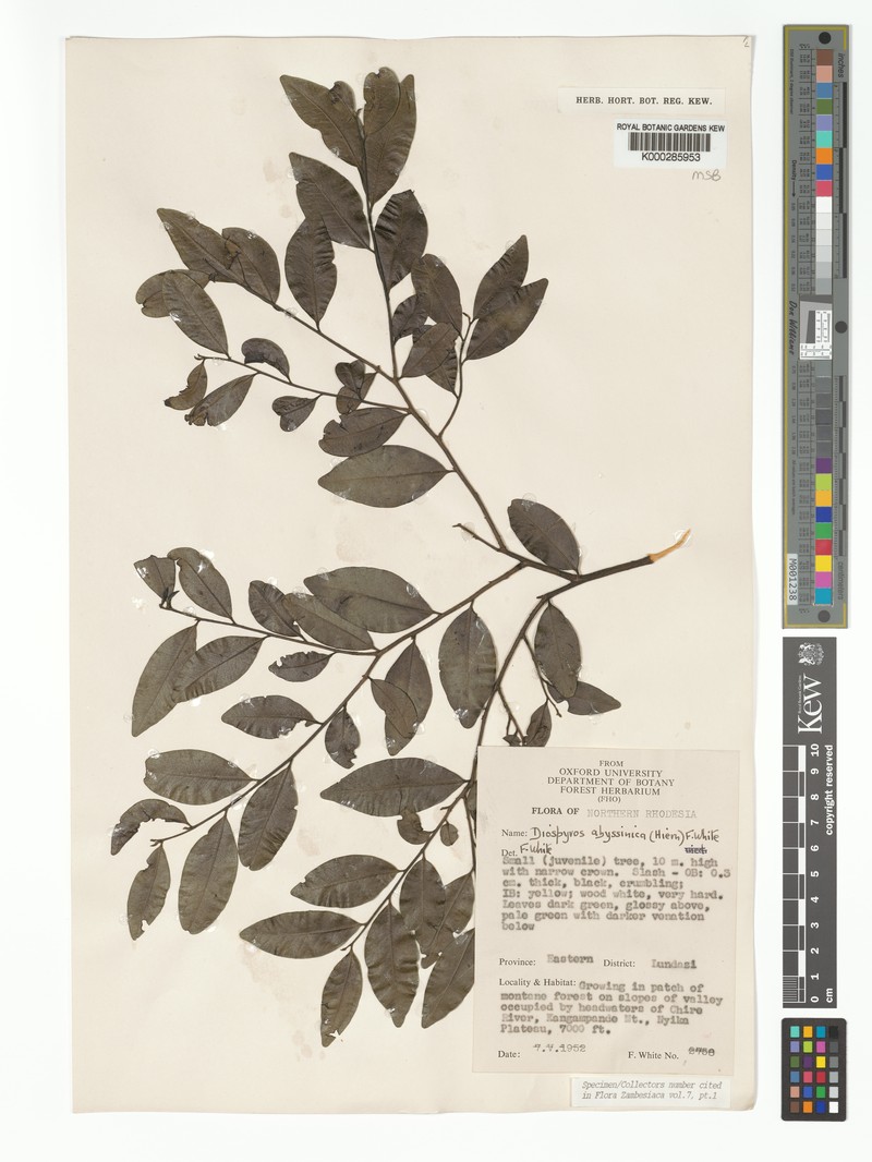 Diospyros abyssinica subsp. chapmaniorum