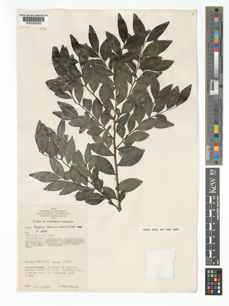Diospyros abyssinica subsp. chapmaniorum photo 2