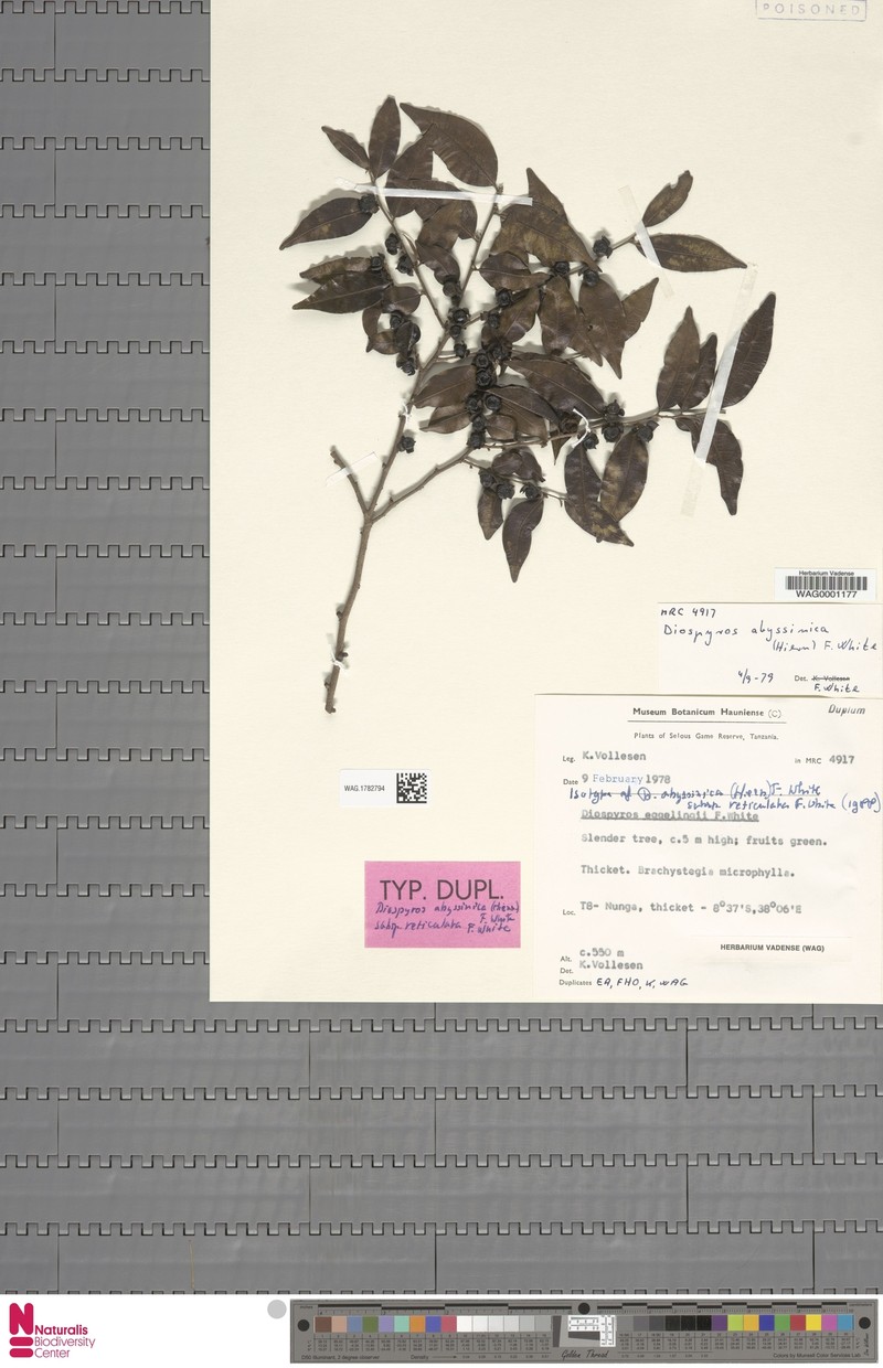 Diospyros abyssinica subsp. reticulata