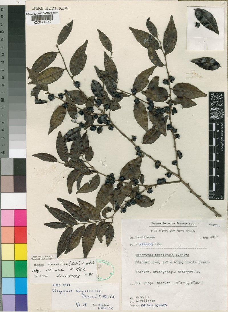 Diospyros abyssinica subsp. reticulata photo 2