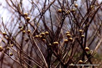 Diospyros acapulcensis