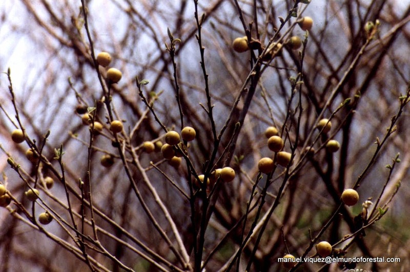 Diospyros acapulcensis