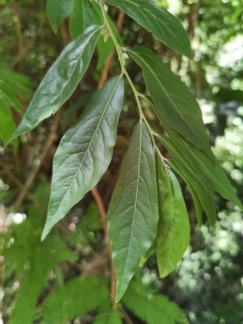Diospyros acapulcensis photo 2