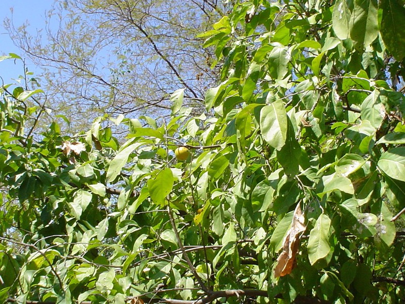 Diospyros acapulcensis photo 3