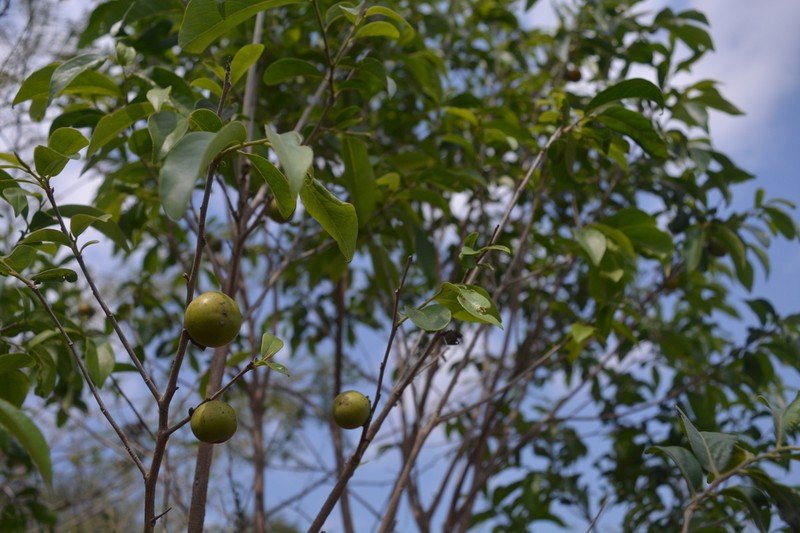 Diospyros acapulcensis photo 4
