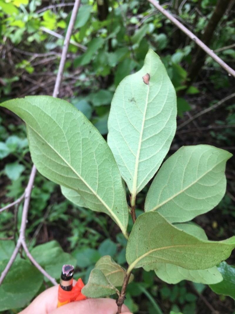 Diospyros acapulcensis photo 5