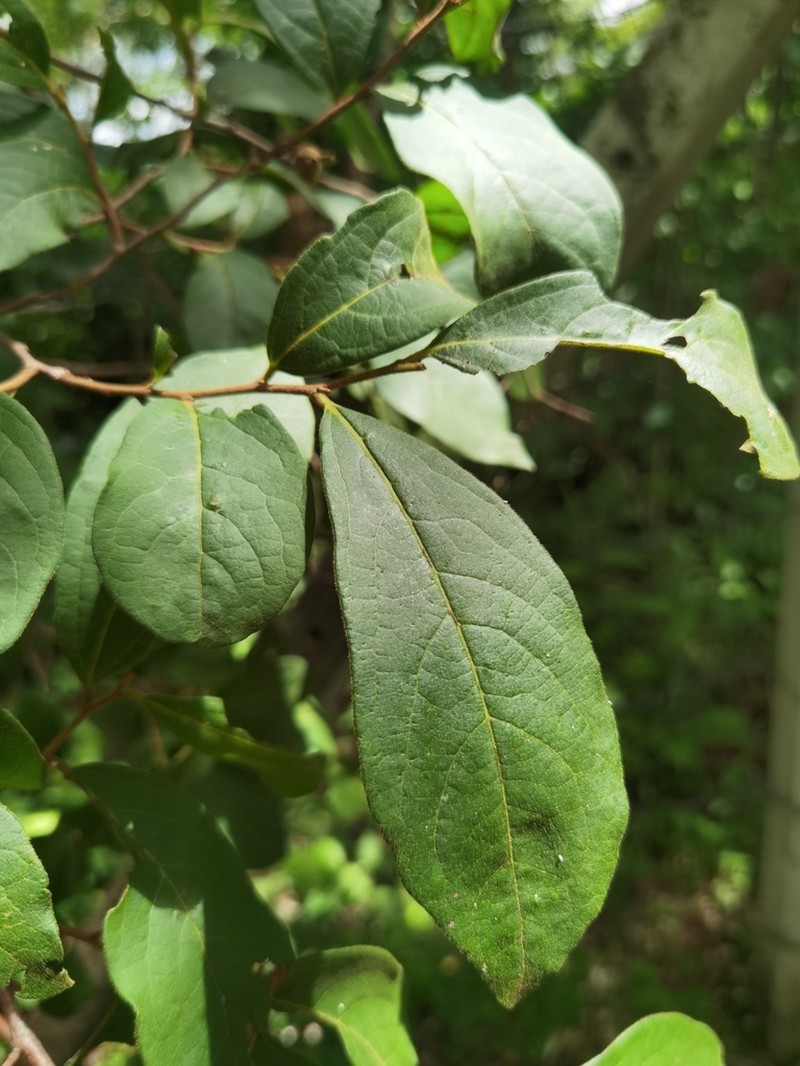 Diospyros acapulcensis photo 6