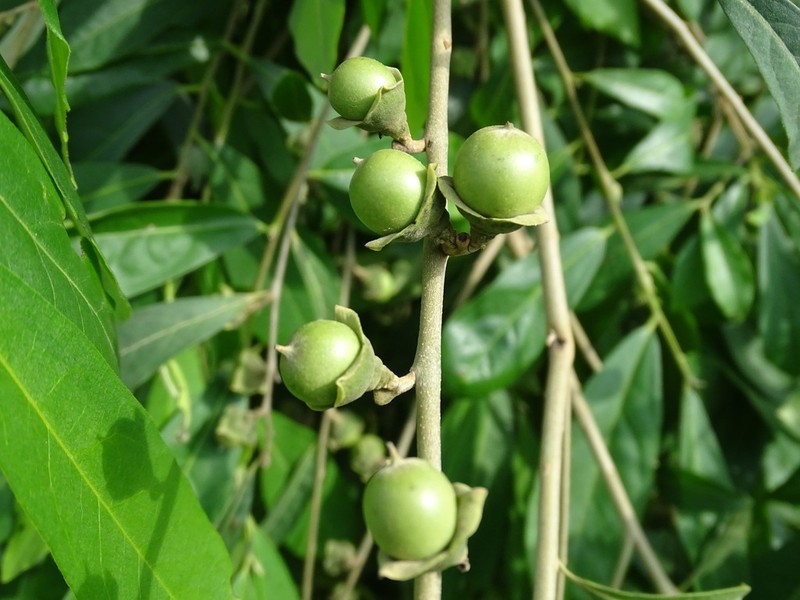 Diospyros acapulcensis photo 7
