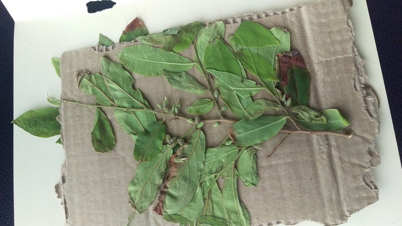Diospyros acapulcensis photo 8