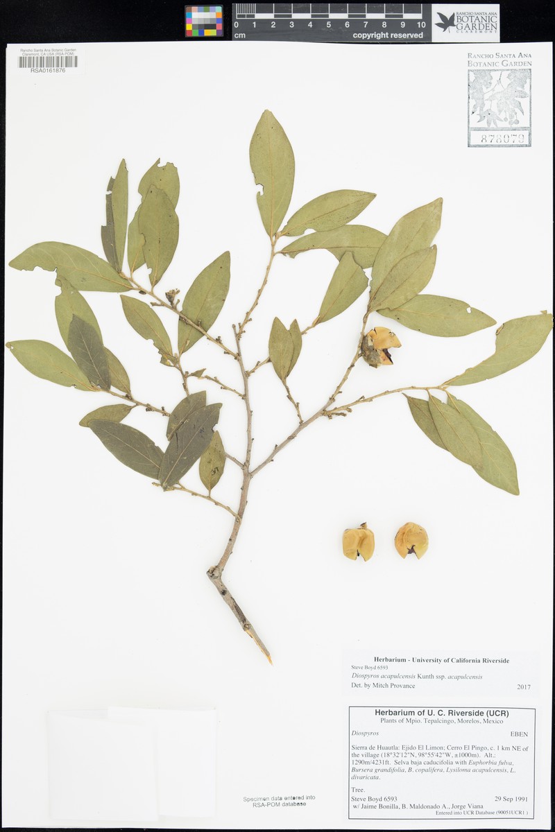 Diospyros acapulcensis subsp. acapulcensis