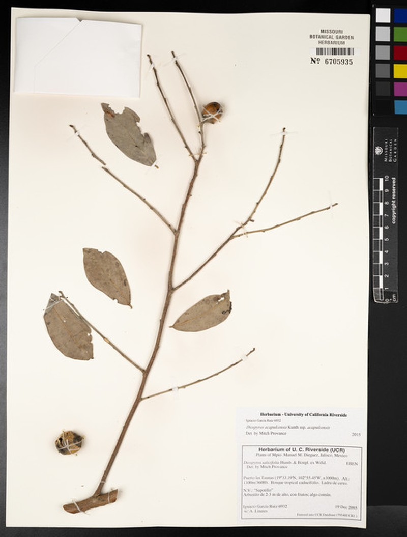 Diospyros acapulcensis subsp. acapulcensis photo 2