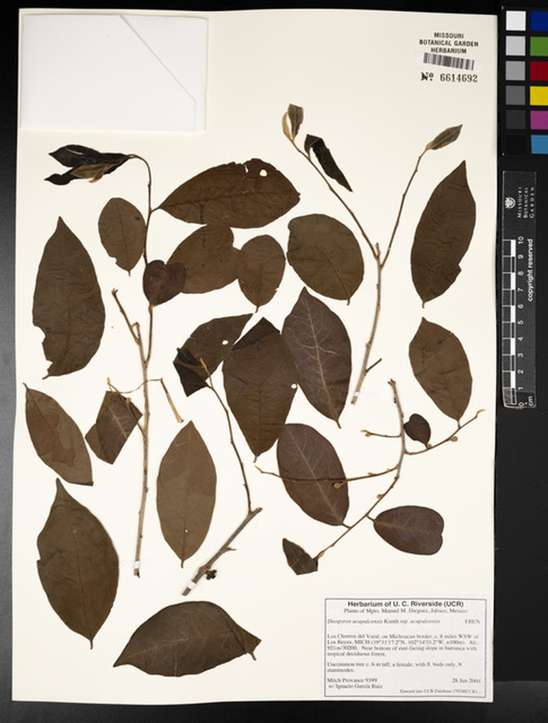 Diospyros acapulcensis subsp. acapulcensis photo 3