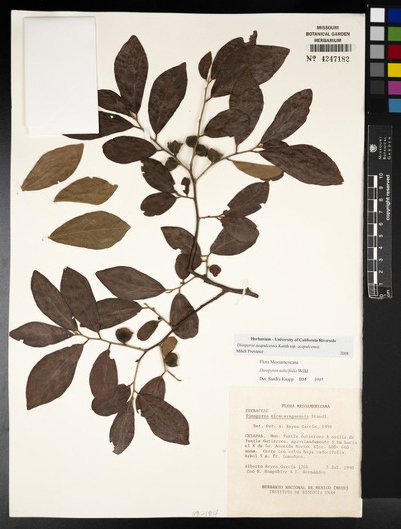 Diospyros acapulcensis subsp. acapulcensis photo 4