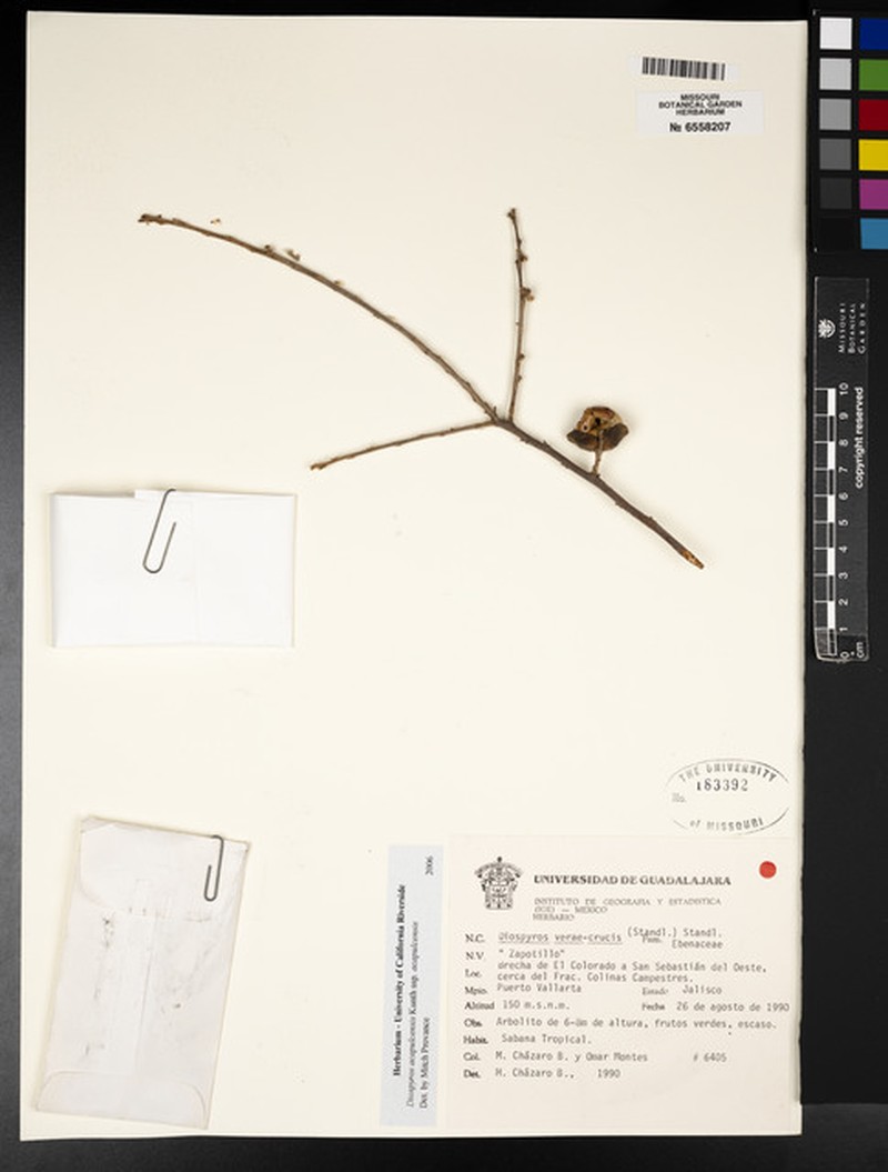 Diospyros acapulcensis subsp. acapulcensis photo 5