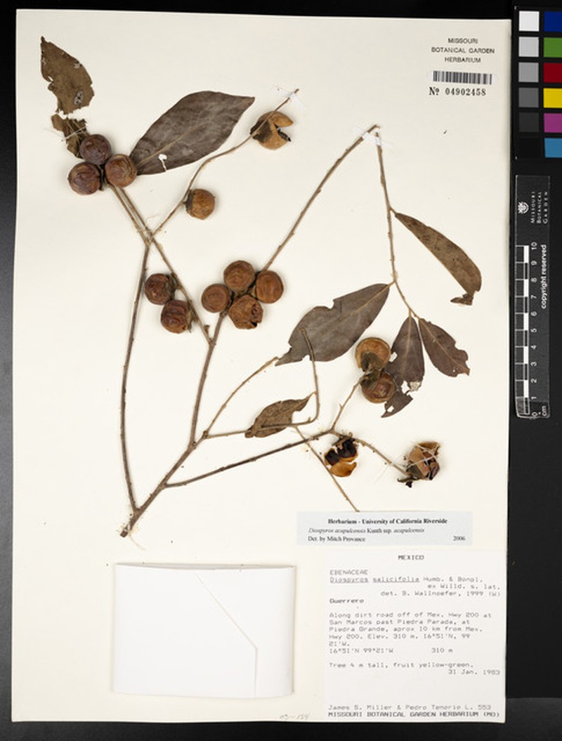 Diospyros acapulcensis subsp. acapulcensis photo 6