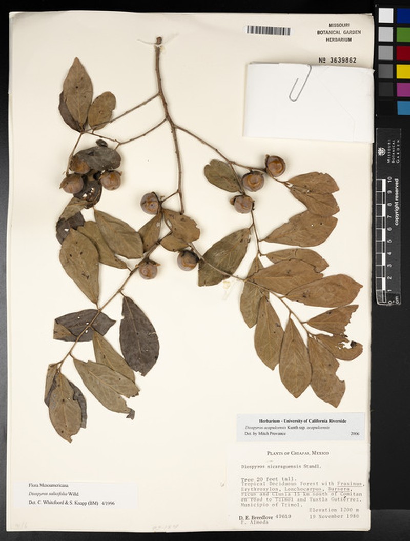 Diospyros acapulcensis subsp. acapulcensis photo 7