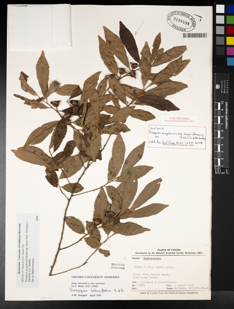 Diospyros acapulcensis subsp. dwyeri