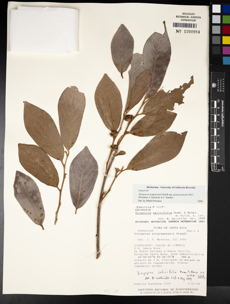 Diospyros acapulcensis subsp. guanacastensis