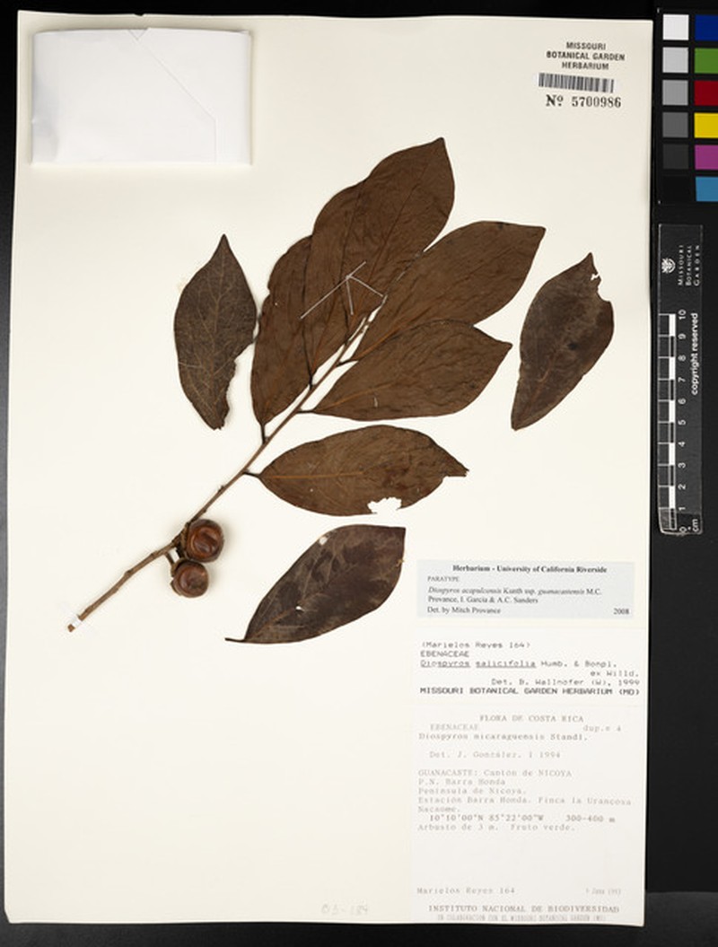 Diospyros acapulcensis subsp. guanacastensis photo 2