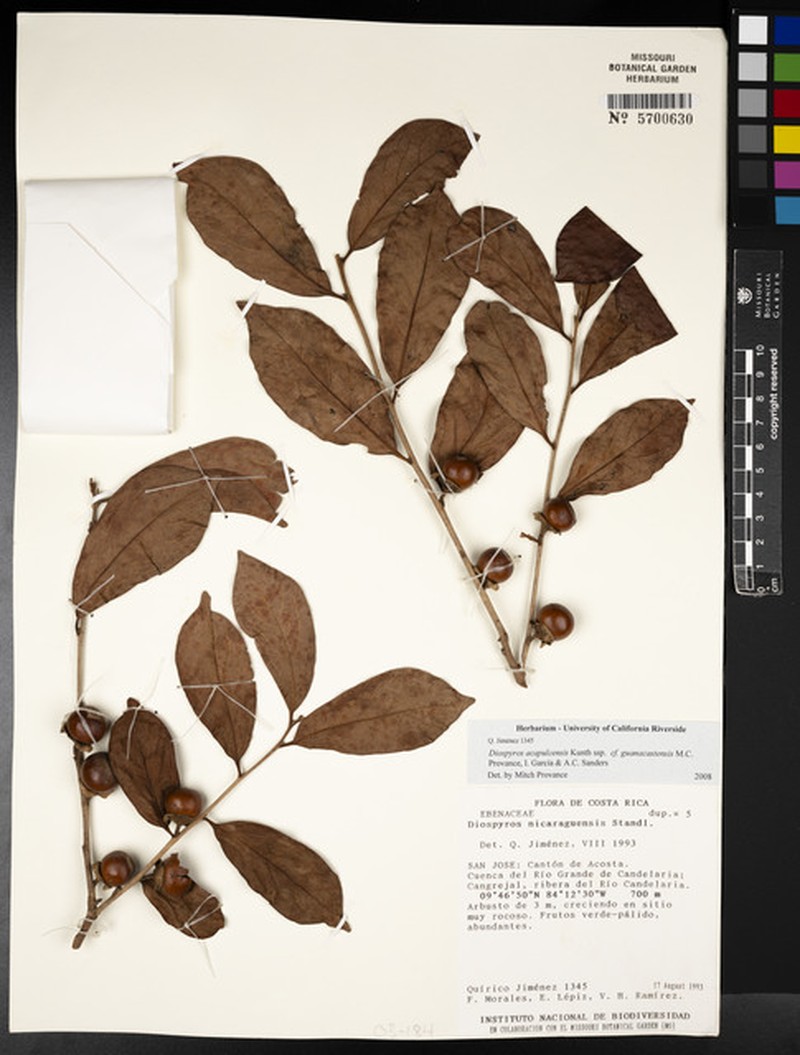 Diospyros acapulcensis subsp. guanacastensis photo 3