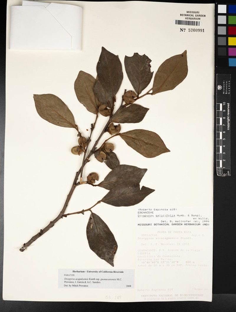 Diospyros acapulcensis subsp. guanacastensis photo 4
