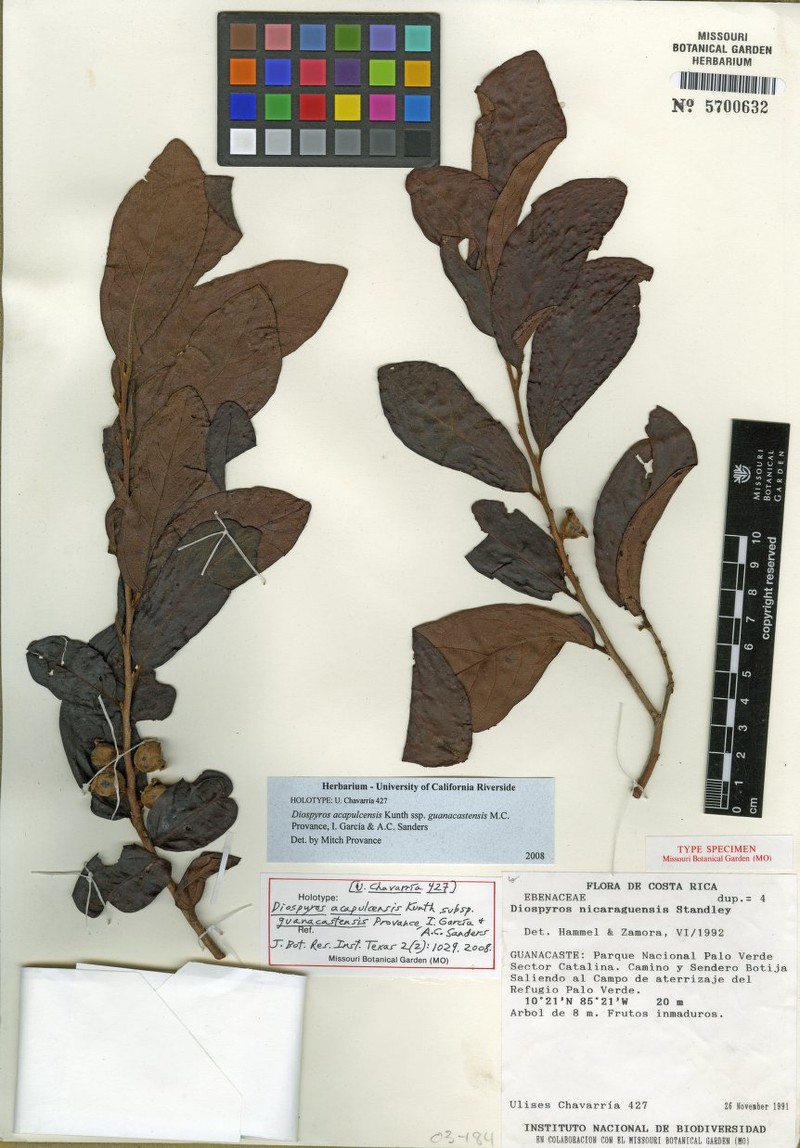 Diospyros acapulcensis subsp. guanacastensis photo 5
