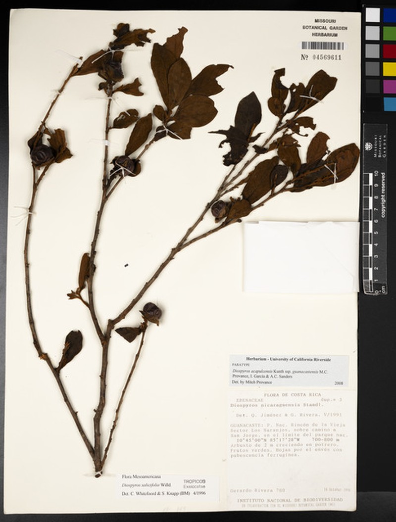 Diospyros acapulcensis subsp. guanacastensis photo 6