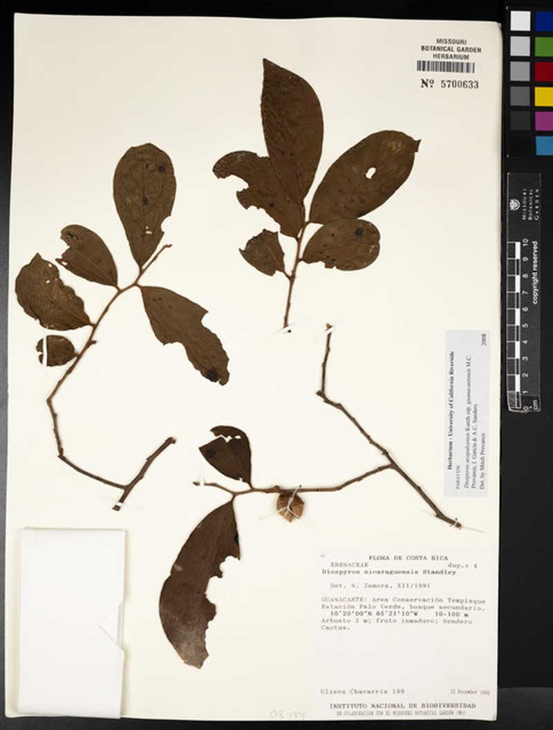 Diospyros acapulcensis subsp. guanacastensis photo 7