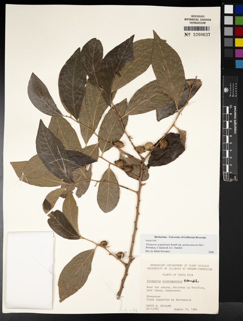 Diospyros acapulcensis subsp. guanacastensis photo 8