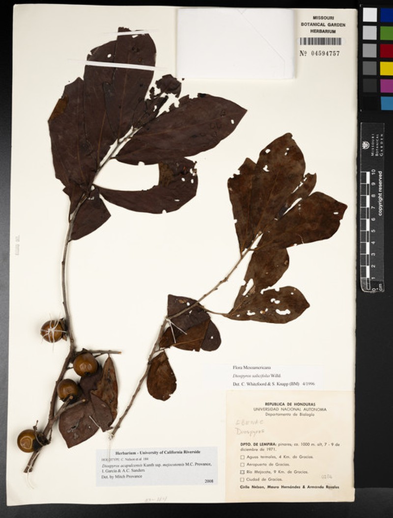 Diospyros acapulcensis subsp. mejocotensis
