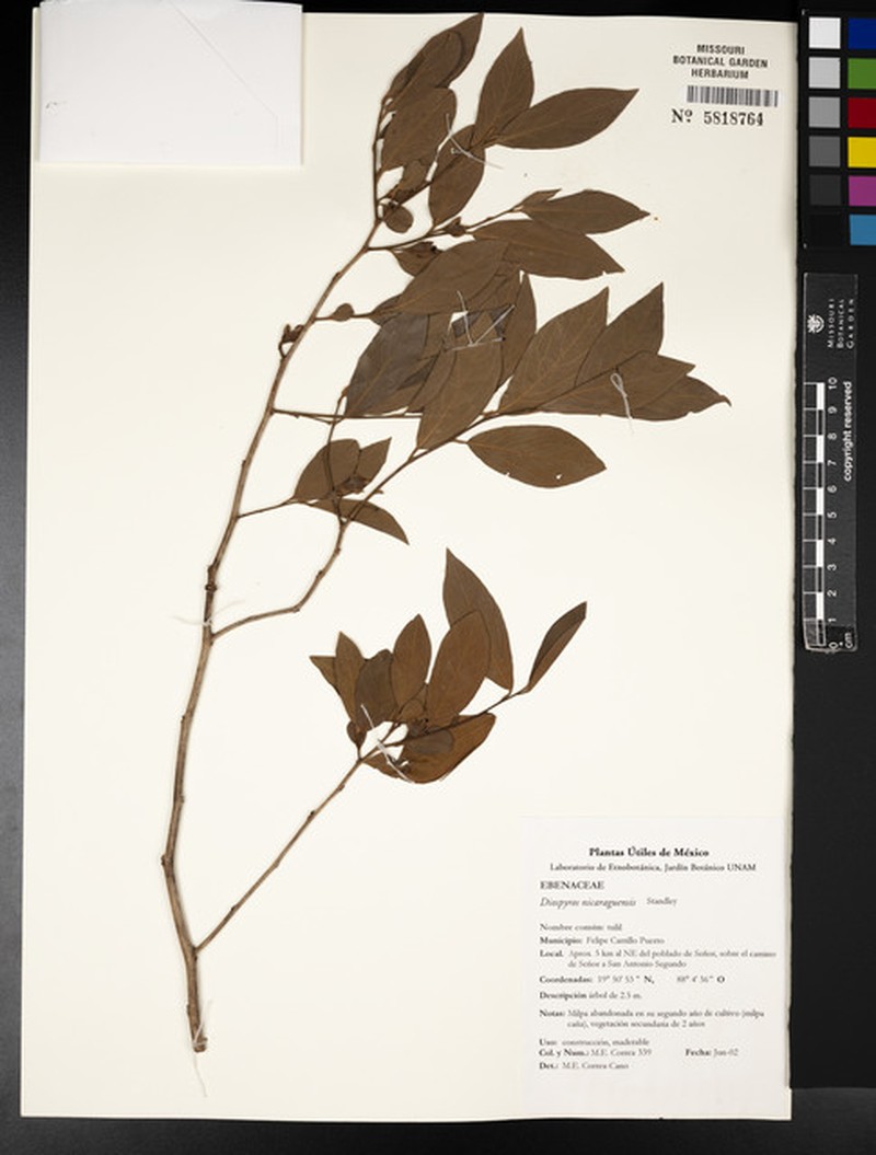 Diospyros acapulcensis subsp. nicaraguensis