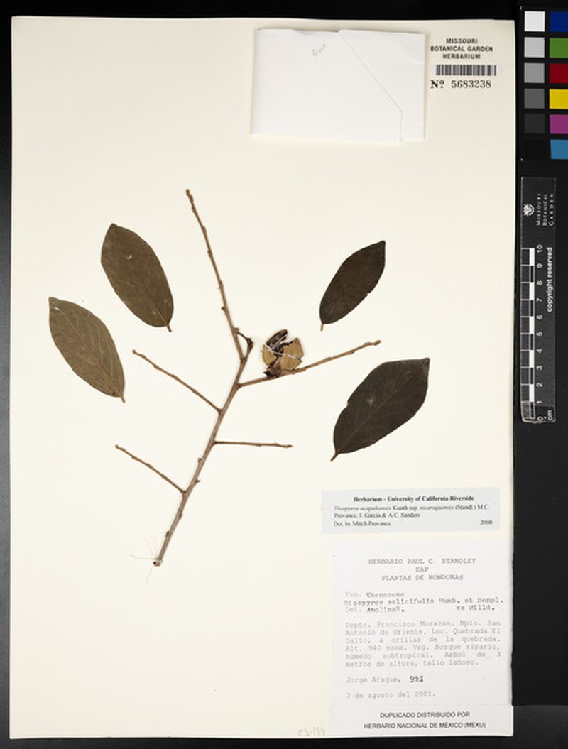 Diospyros acapulcensis subsp. nicaraguensis photo 2