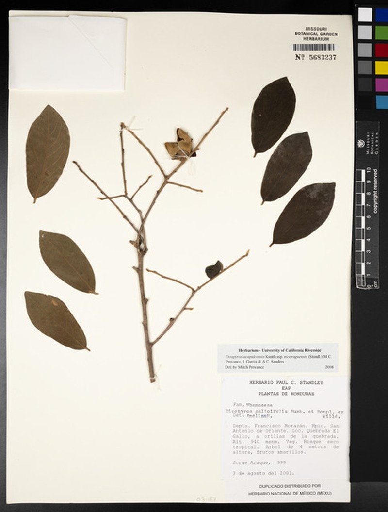 Diospyros acapulcensis subsp. nicaraguensis photo 3