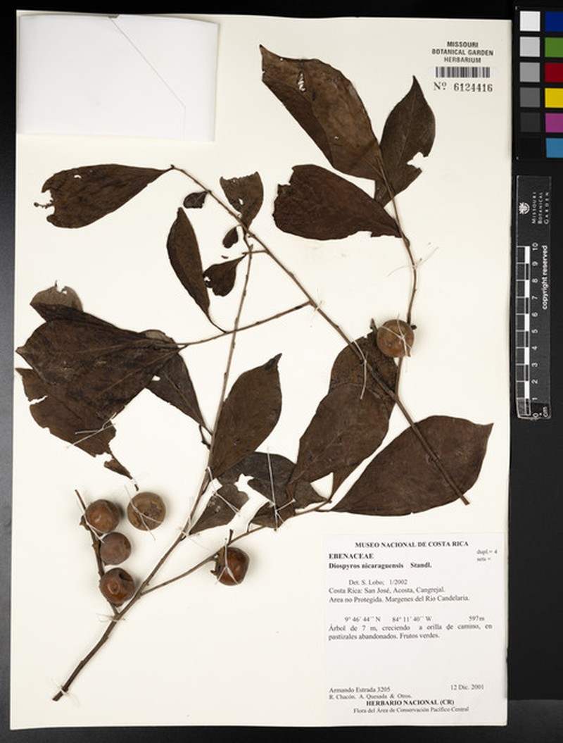 Diospyros acapulcensis subsp. nicaraguensis photo 4