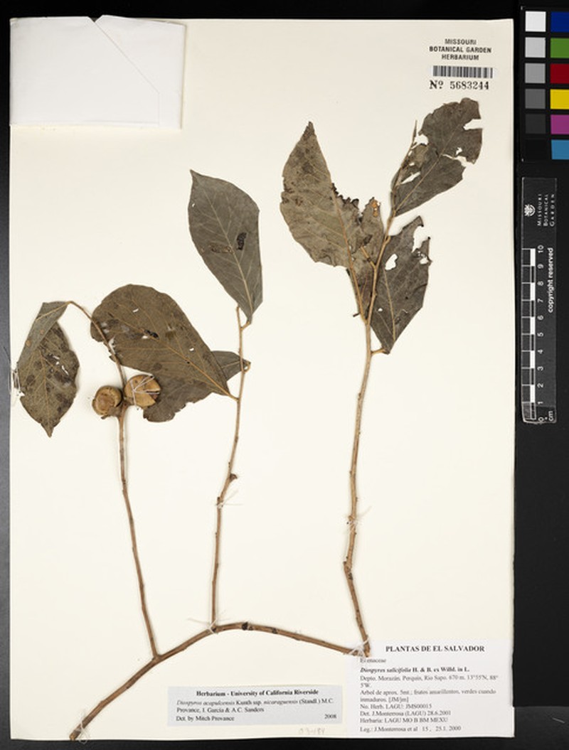 Diospyros acapulcensis subsp. nicaraguensis photo 5