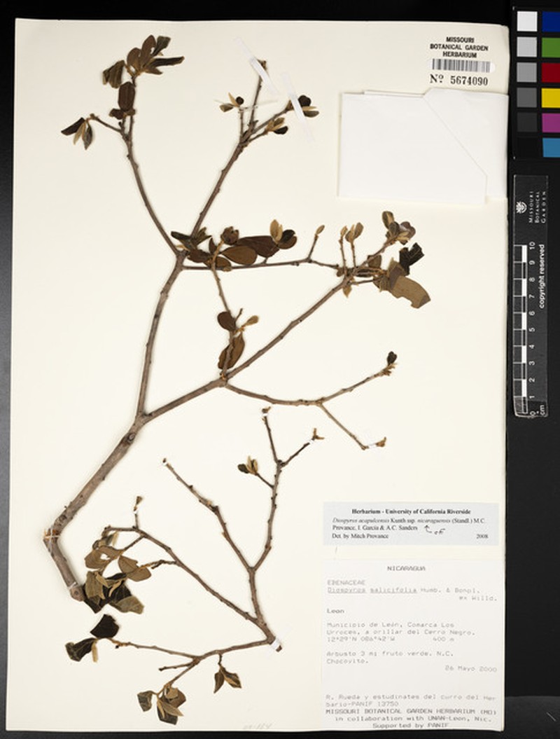 Diospyros acapulcensis subsp. nicaraguensis photo 6