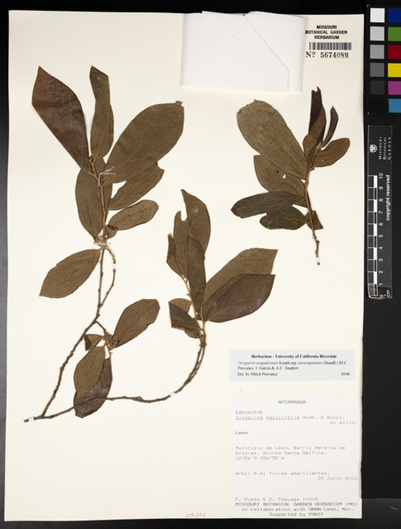 Diospyros acapulcensis subsp. nicaraguensis photo 7