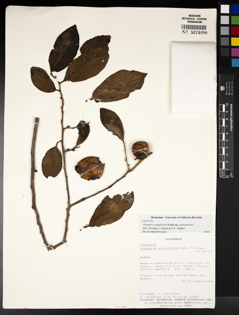 Diospyros acapulcensis subsp. pedromorenoi