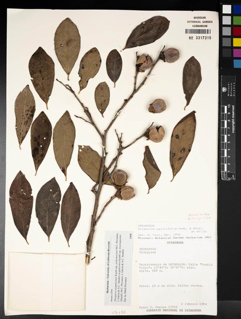 Diospyros acapulcensis subsp. pedromorenoi photo 2