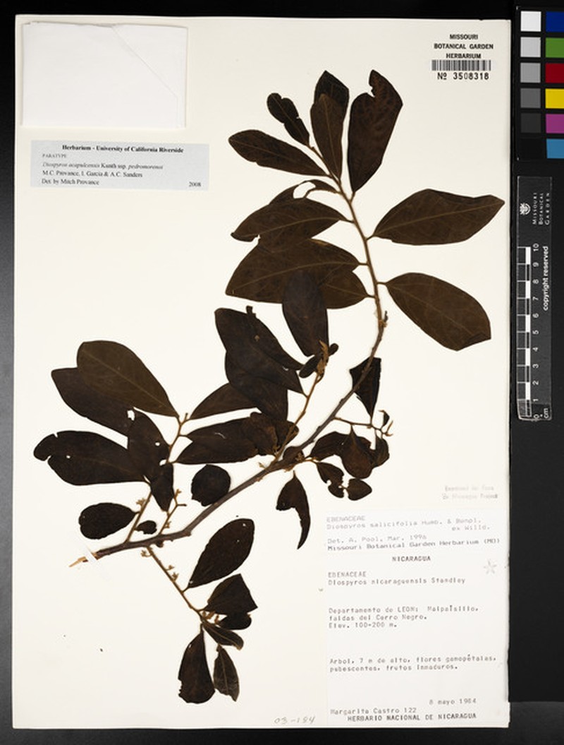 Diospyros acapulcensis subsp. pedromorenoi photo 3