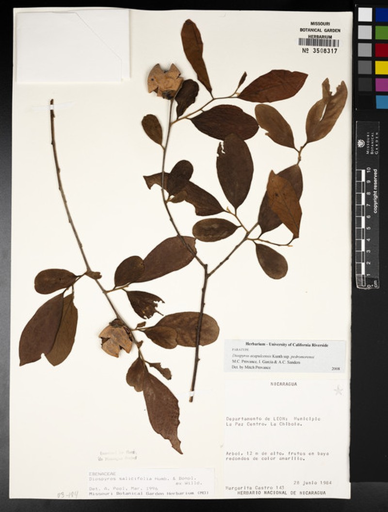 Diospyros acapulcensis subsp. pedromorenoi photo 4