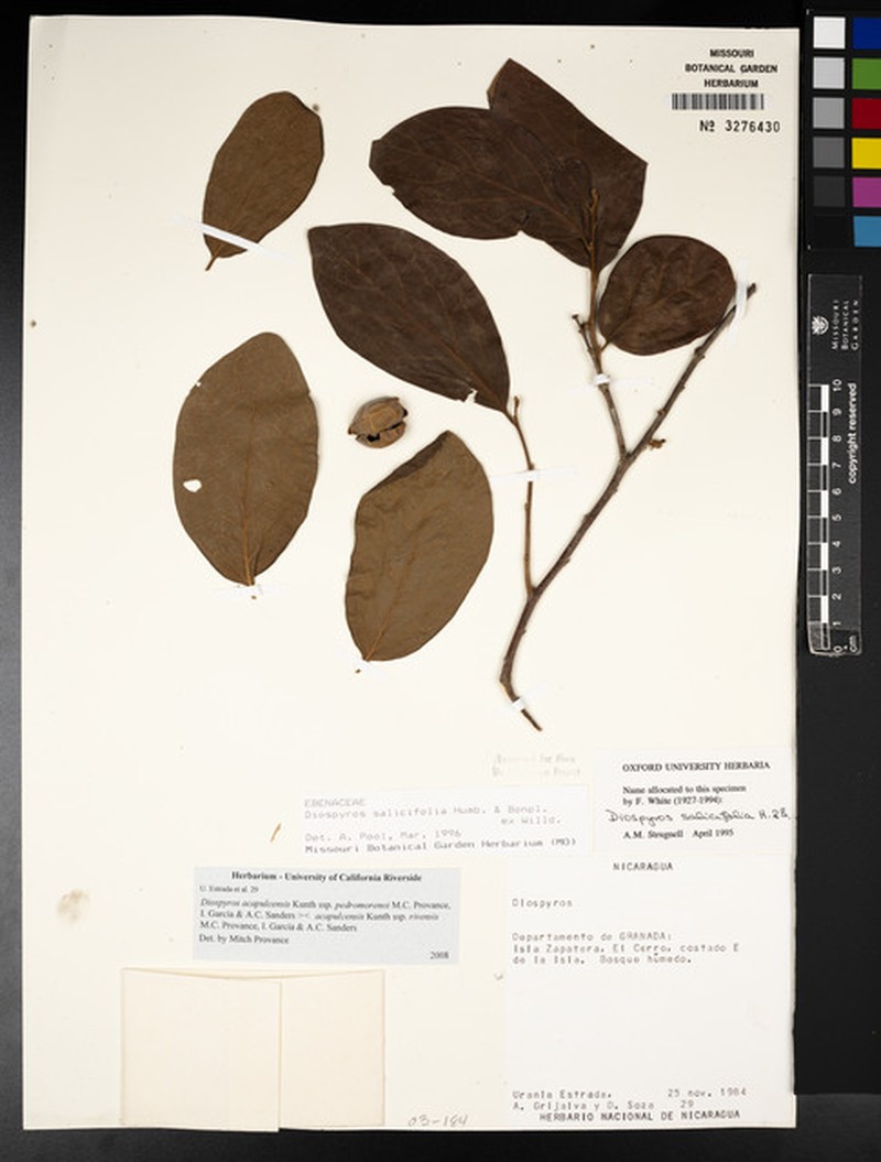 Diospyros acapulcensis subsp. pedromorenoi photo 5