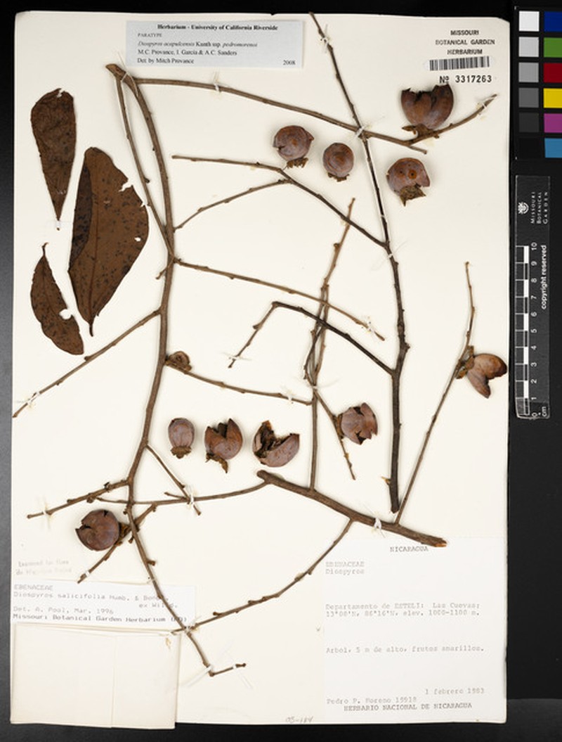 Diospyros acapulcensis subsp. pedromorenoi photo 6